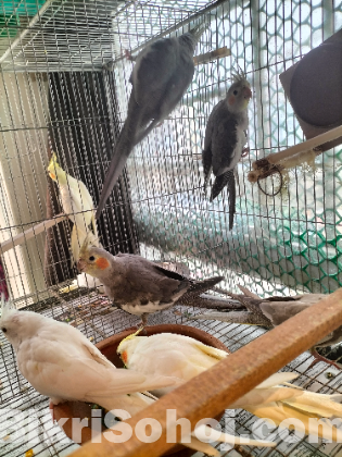 Cockatiel for sell